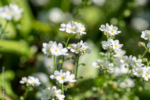 A picture of some white Myosotis flowers. Vancouver BC Canada 