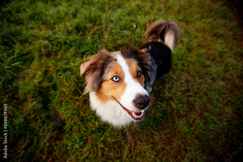 Portrait of joyful berger australian laying down on the meadow, enjoying the sunny spring day. Outdoors background, adorable puppy on the lawn in the park. Portrait of joyful berger australian laying down on the meadow, enjoying the sunny spring day. Outdoors background, adorable puppy on the lawn in the park.