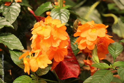 "Orange Marmalade" flowers (or Crossandra, Firecracker Flower) in Innsbruck, Austria. Its scientific name is Crossandra Infundibuliformis, native to Pakistan, India and Sri Lanka.
