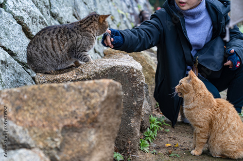Neko-no-Hosomichi Cat Alley in Onomichi City. Visitors feed and play with cats here. Hiroshima Prefecture, Japan photo