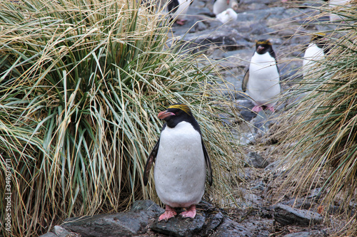 Goldschopfpinguin in Antarktis photo