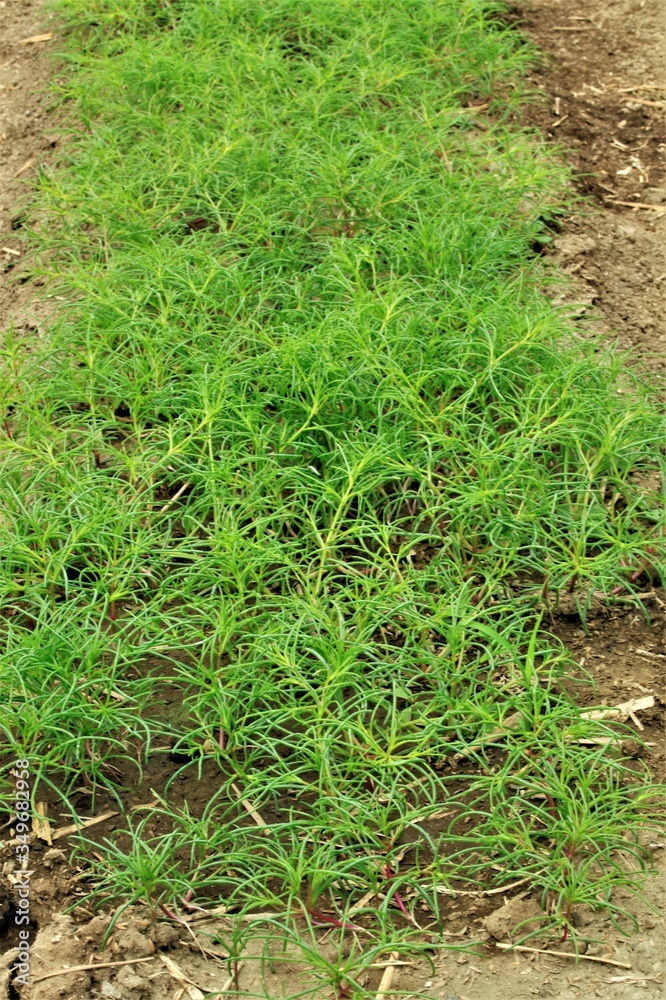 Obraz premium おかひじき