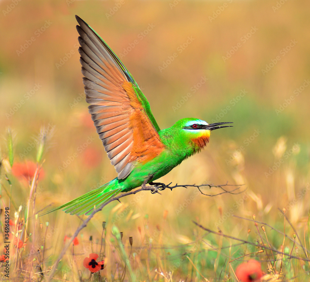 Obraz premium Blue-cheeked bee-eater (Merops persicus) captured in Azerbaijan