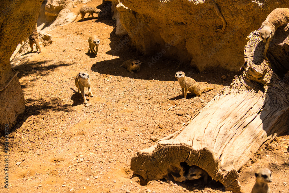 Obraz premium The meerkat or suricate (Suricata suricatta) is a small carnivoran belonging to the mongoose family