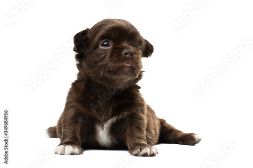 Cute Chihuahua puppy on a white background. Photo in a Studio with isolation