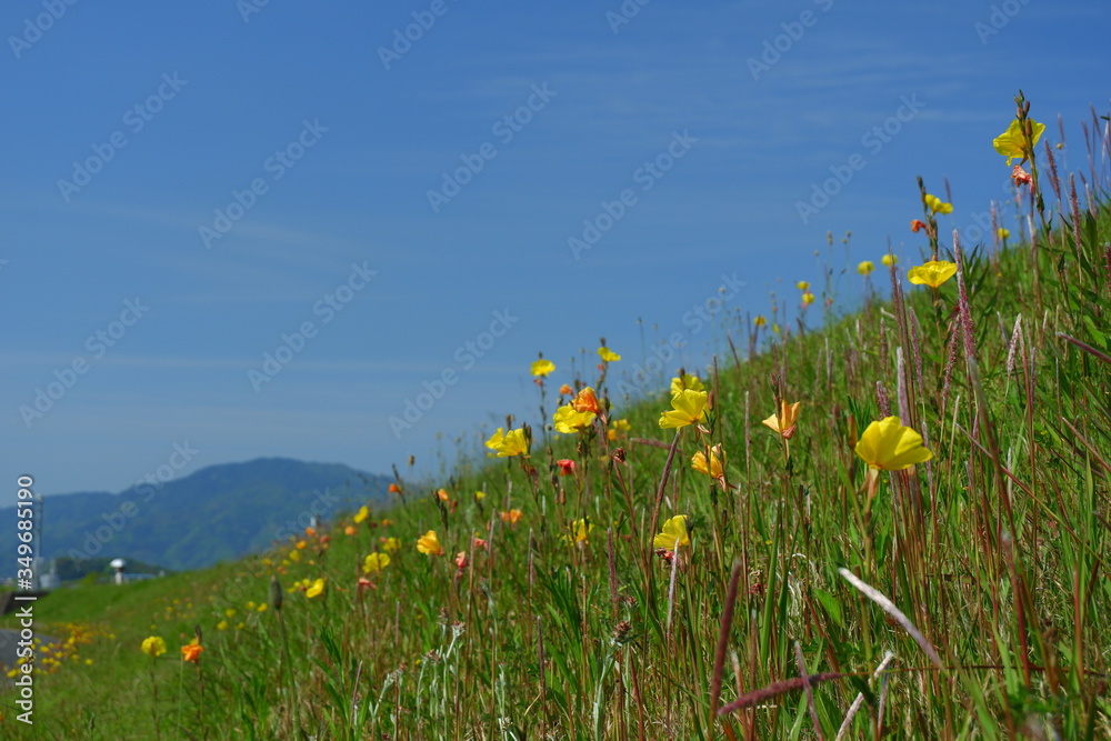 初夏のマツヨイグサ 宵待草 黄色い花を持つ月見草 Stock Photo Adobe Stock
