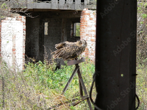 Eurasian eagle-owl (Bubo bubo) portrait in Chernobyl zone