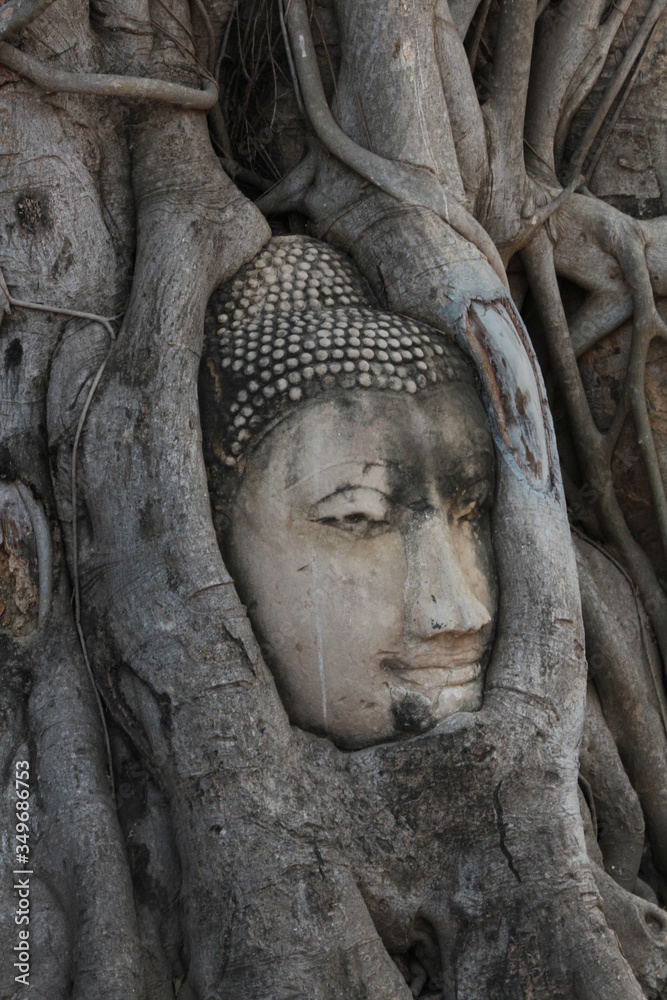 Buddha head stuck in a tree at the Thai city of Ayutthaya