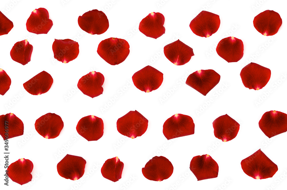 red rose petals on a white background, beautiful background closeup red rose petals on a white background, beautiful background closeup