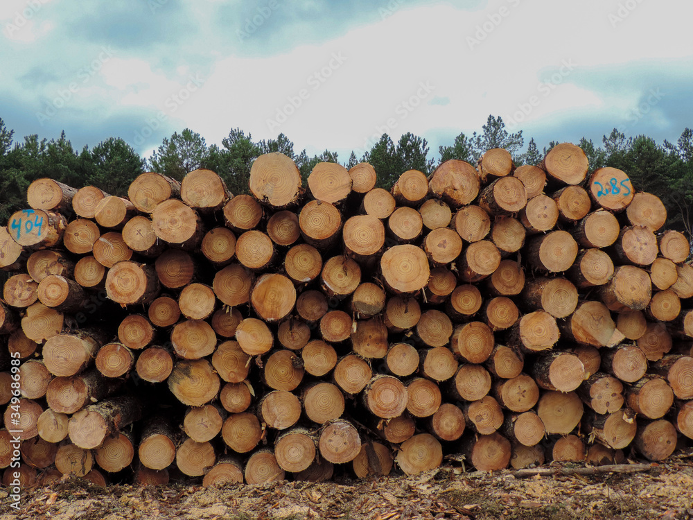 Wood Pile Logs Wood Pile Logs