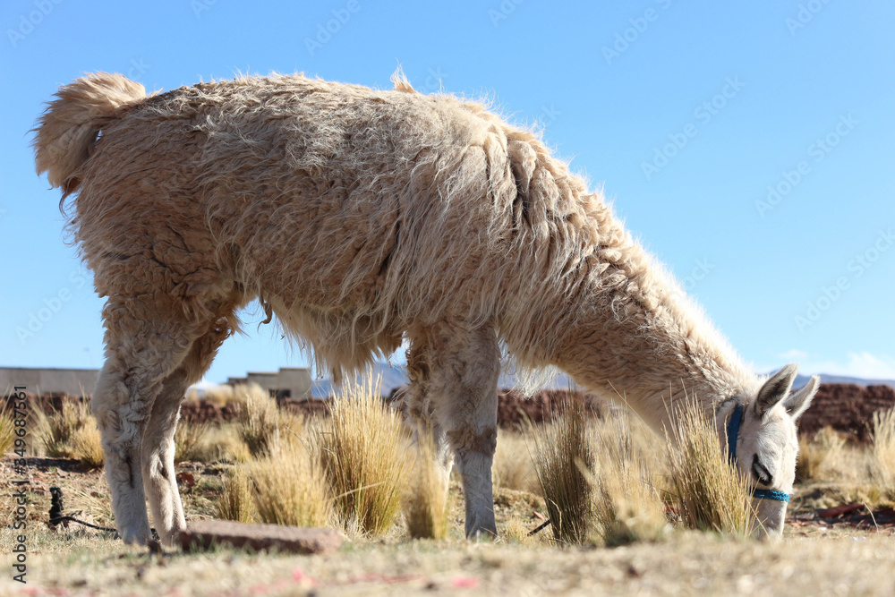 Naklejka premium alpaca
