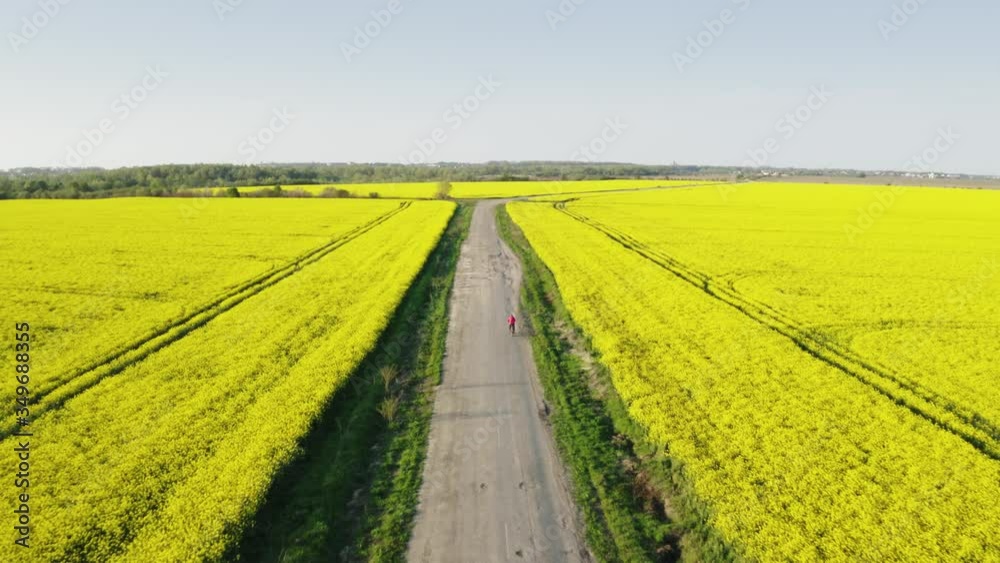 Aerial drone top view flight over ground road in yellow fields with blooming rapeseed plants on sunny spring or summer day. Nature background, landscape photography. Aerial drone top view flight over ground road in yellow fields with blooming rapeseed plants on sunny spring or summer day. Nature background, landscape photography.