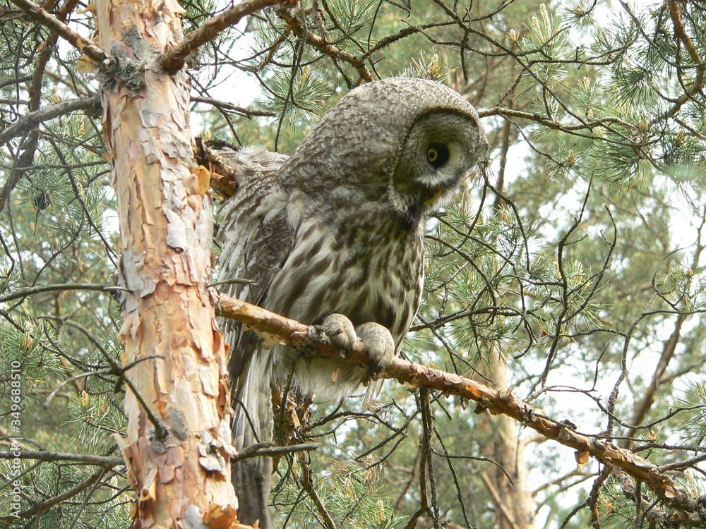 Obraz premium Great grey owl or great gray owl (Strix nebulosa) on nest with chicks 