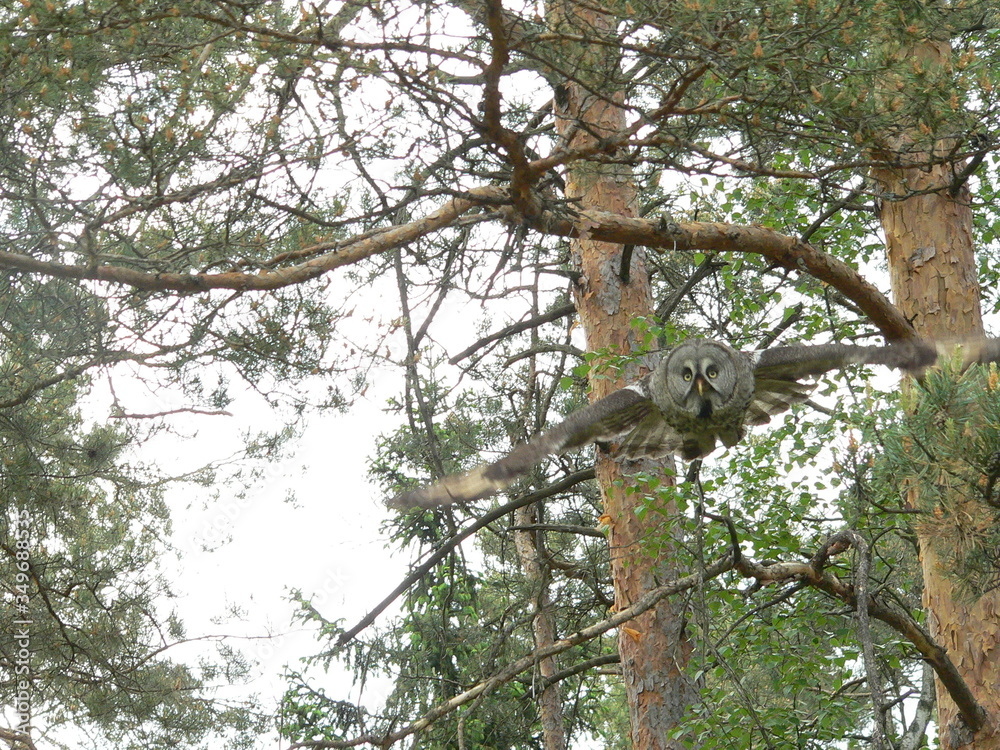 Great grey owl or great gray owl (Strix nebulosa) on nest with chicks Great grey owl or great gray owl (Strix nebulosa) on nest with chicks