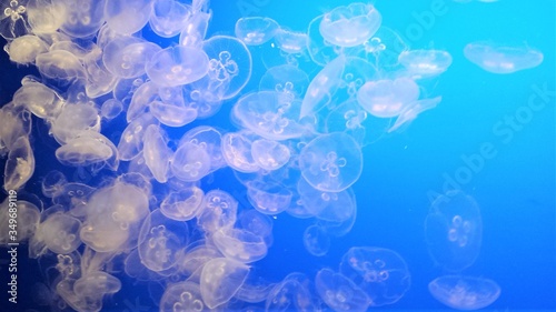 abstract blue background of jellyfish