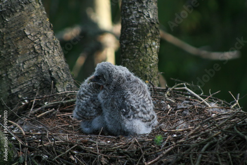 Great grey owl or great gray owl (Strix nebulosa) on nest with chicks 