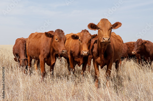 Small herd of free-range cattle on a rural farm, South Africa. photo
