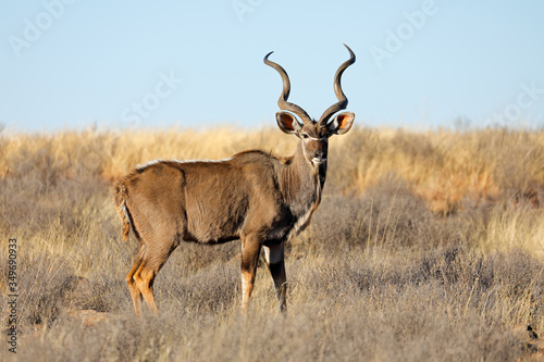 Male kudu antelope (Tragelaphus strepsiceros) in natural habitat, South Africa.