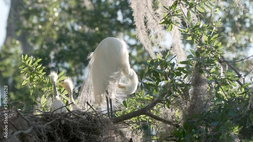 Great egret bird preens near nest with baby egret chicks in Orlando Florida