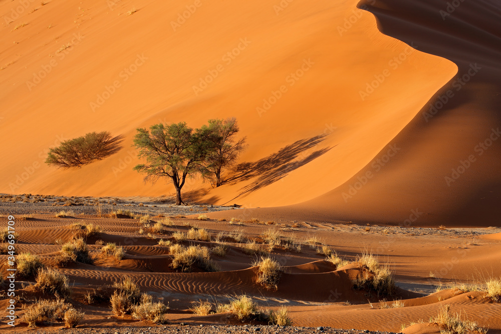 Large red sand dune with thorn trees, Sossusvlei, Namib desert, Namibia.