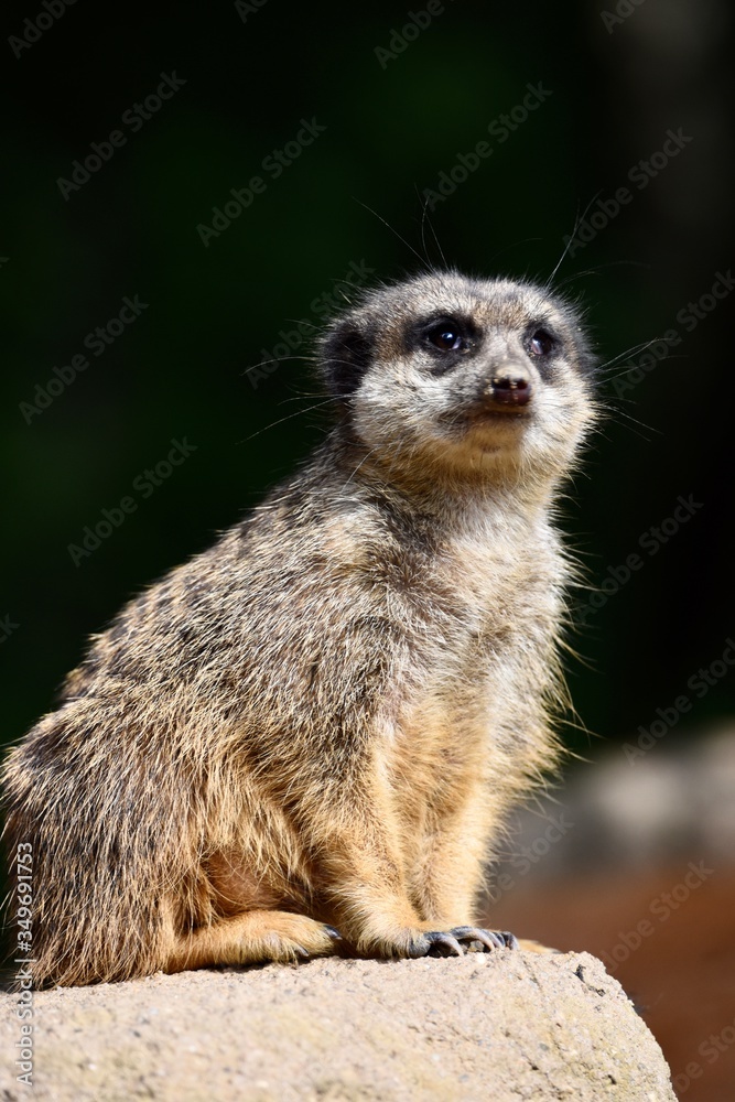 meerkat on the lookout meerkat on the lookout