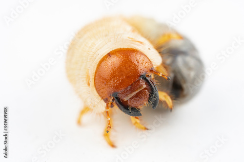 Chafer grub (Melolontha melolontha) isolated on white background. Macro photo. 