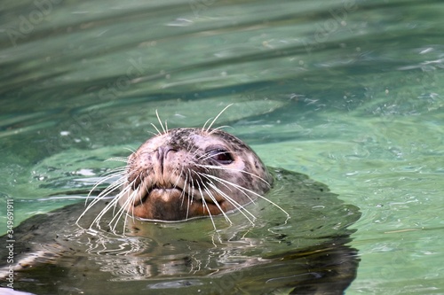 sea lion in the water