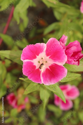 Pink and white 