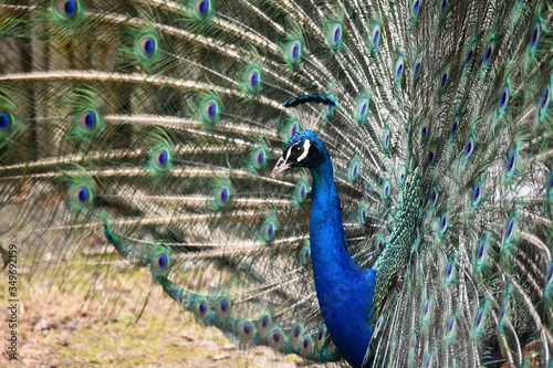 peacock with feathers out