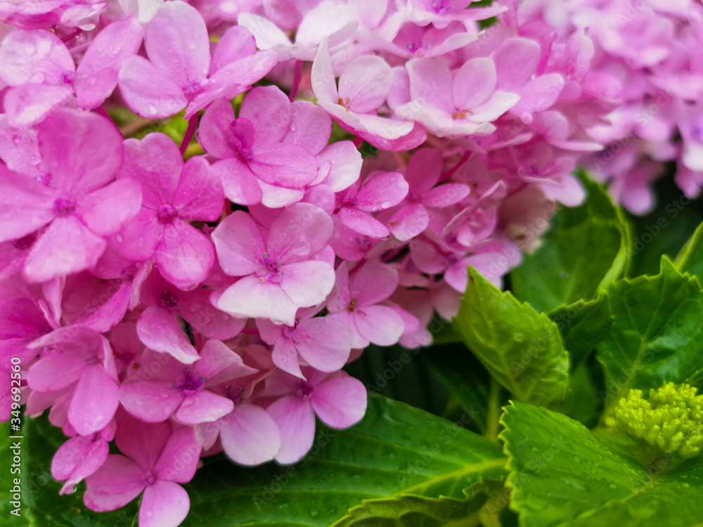 beautiful pink hydrangea bush  background