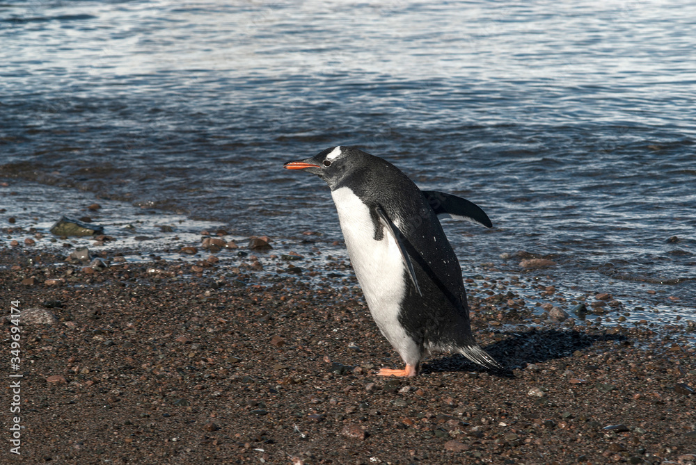 Naklejka premium Gentoo Penguin,on an antarctic beach, Neko harbour,Antartica