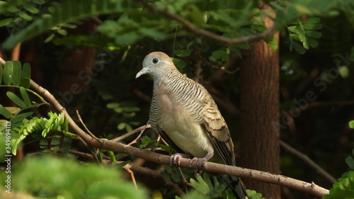 
Dove bird on a tree branch at a park in Thailand
