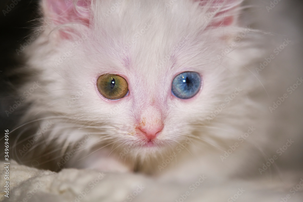 white kitten with heterochromia lies close-up color white kitten with heterochromia lies close-up color