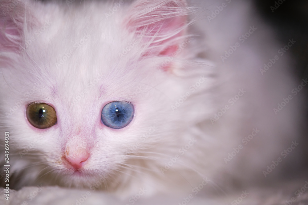 white kitten with heterochromia lies close-up color