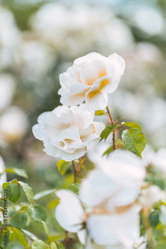 White roses on fresh green leaf background and bokeh blure with shallow depth of field. Soft focus. White roses on fresh green leaf background and bokeh blure with shallow depth of field. Soft focus.