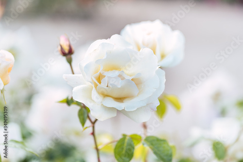 White roses on fresh green leaf background and bokeh blure with shallow depth of field. Soft focus.