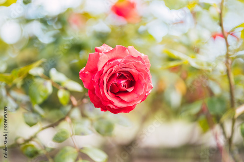 Red roses on fresh green leaf background and bokeh blure with shallow depth of field. Soft focus.