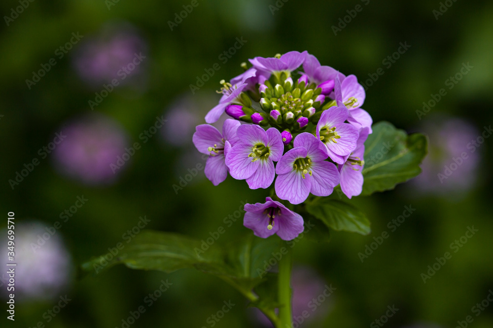 plant, leaf pattern and colorful flower plant, leaf pattern and colorful flower
