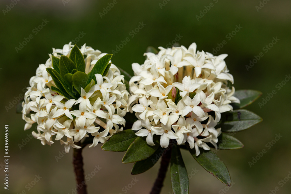 Beautiful white spike flower. King Ixora blooming (Ixora chinensis). Rubiaceae flower.Ixora flower. Ixora coccinea flower in the garden.