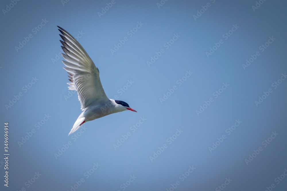 Obraz premium El charrán ártico o gaviotín ártico, de nombre científico Sterna paradisaea Pontoppidan