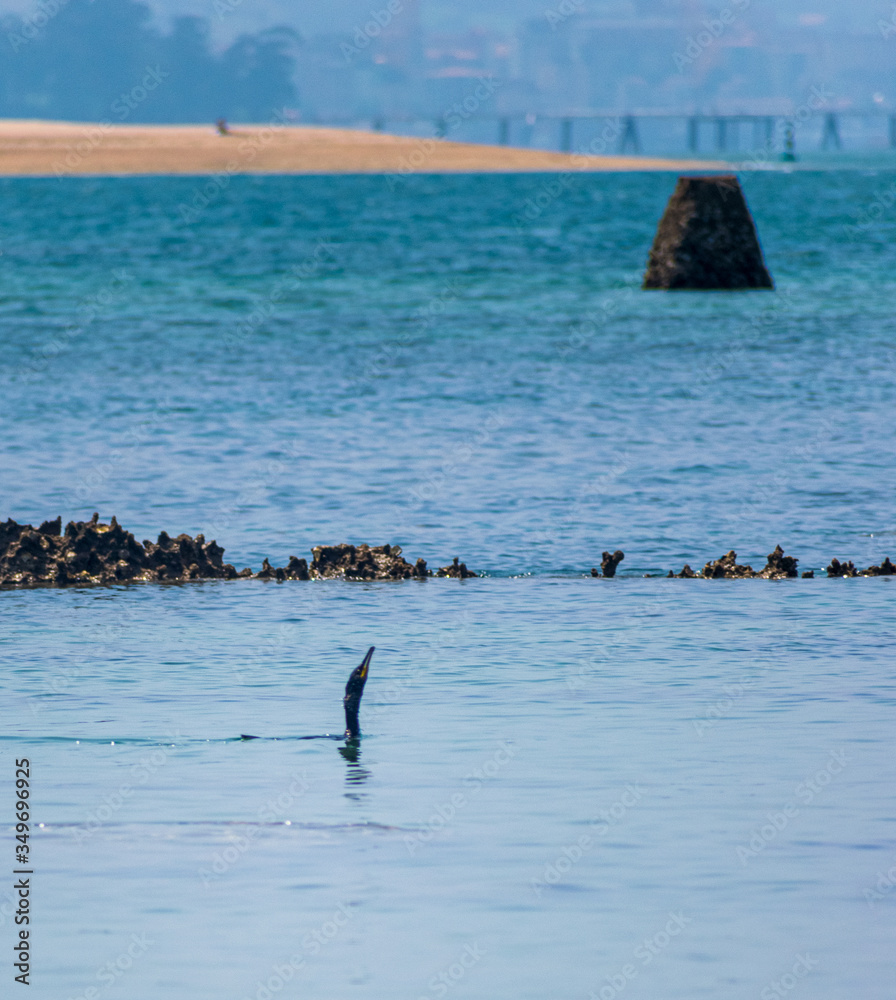 Fototapeta premium El cormorán orejudo es una especie de ave suliforme de la familia Phalacrocoracidae que habita tanto zonas costeras como aguas dulces del interior de Norteamérica