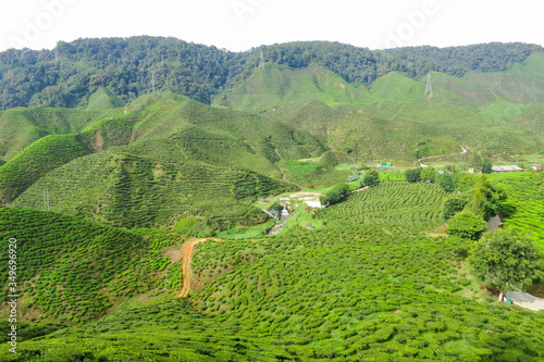 Beautiful green tea plantation area in Cameron Highland in Pahang Malaysia.