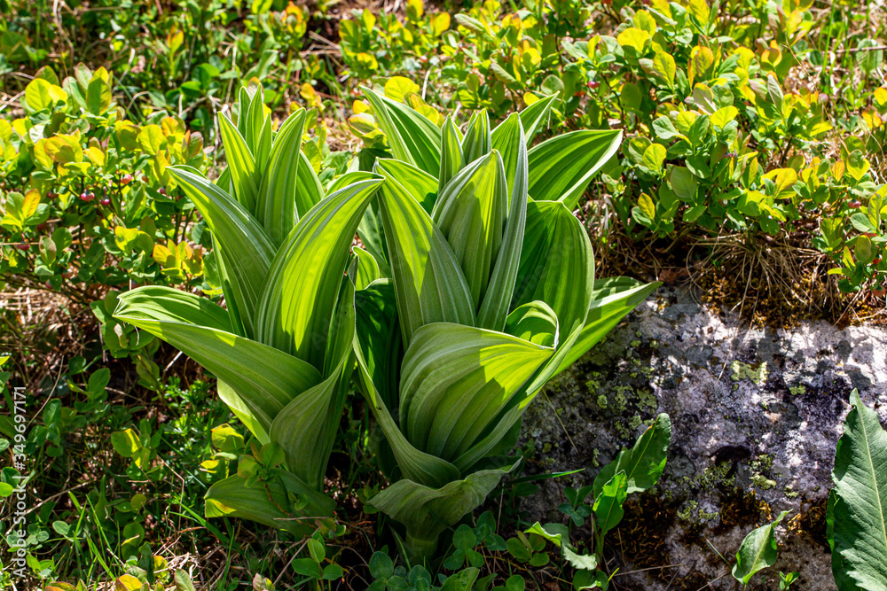 Obraz premium plant, leaf pattern and colorful flower