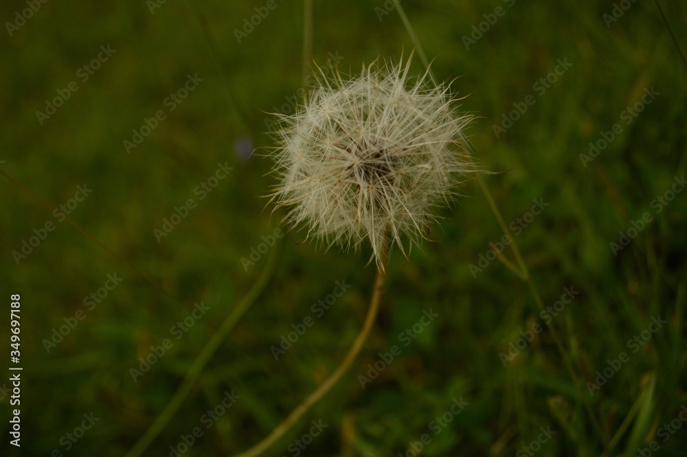 Fototapeta premium dandelion seed head