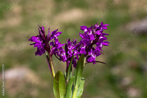 Purple spring flowers macro photo. Primula flowering plants in the family Primulaceae