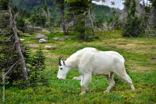 Mountain Billy Goat 1