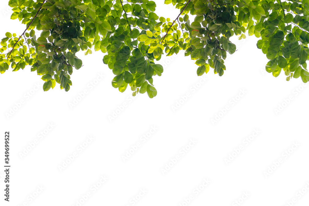 green leaf isolated on white background with copy space green leaf isolated on white background with copy space