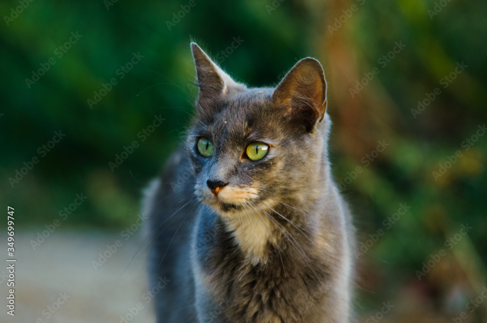 Grey Cat outdoor portrait