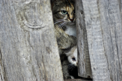 The cat and kitten are arched from behind the old fence. The cat has green eyes and multi-colored wool. The kitten has blue eyes. Two frightened stray cats.