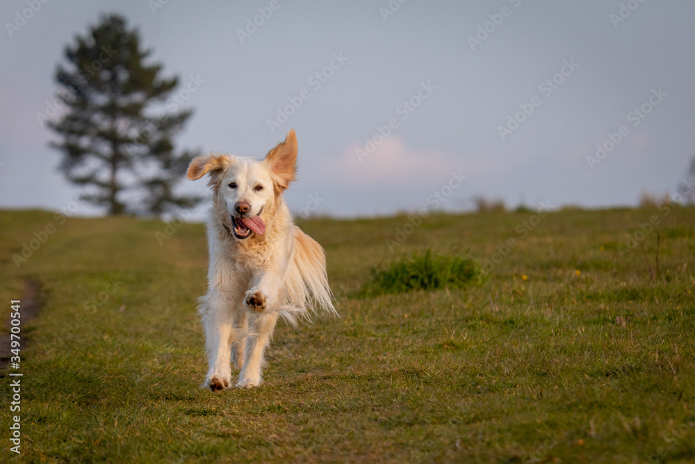 Happy golden retriever running free in field Happy golden retriever running free in field